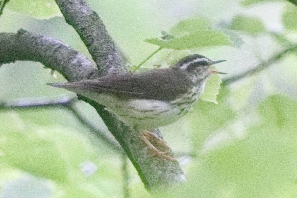 Louisiana Waterthrush - ML619885750