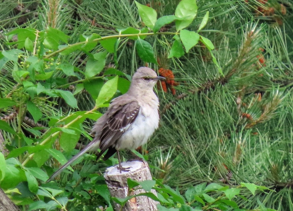 Northern Mockingbird - ML619885752