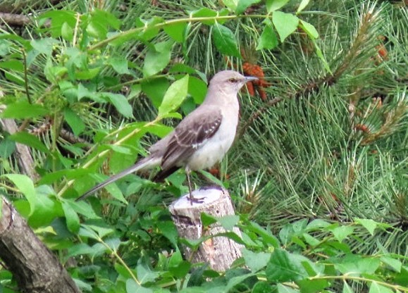 Northern Mockingbird - ML619885753