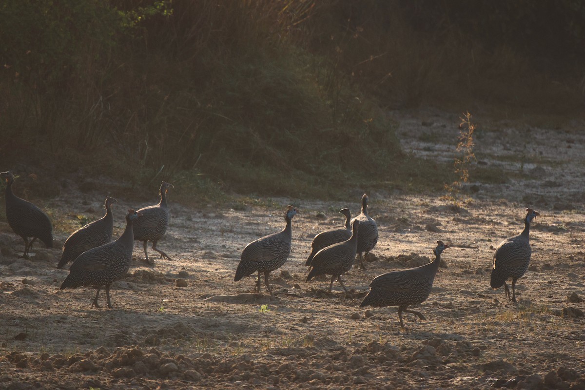 Helmeted Guineafowl - ML619885755