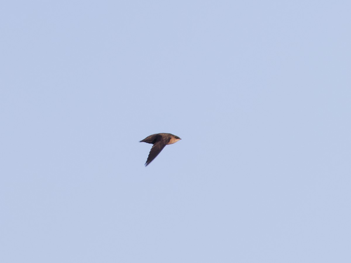 Chimney Swift - ML619885758