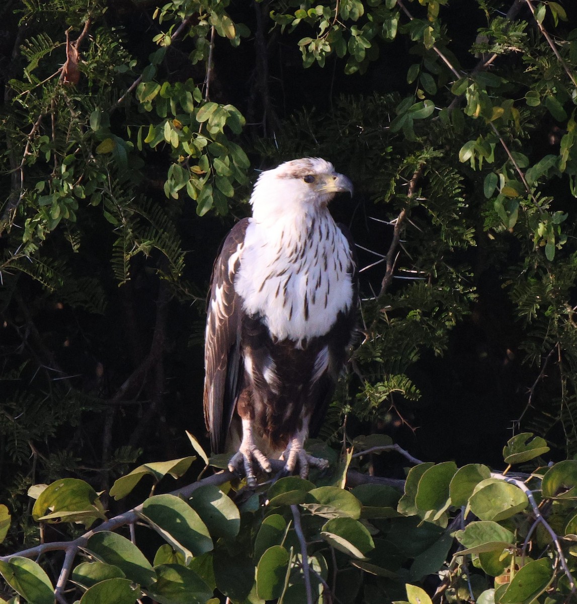 African Fish-Eagle - ML619885764