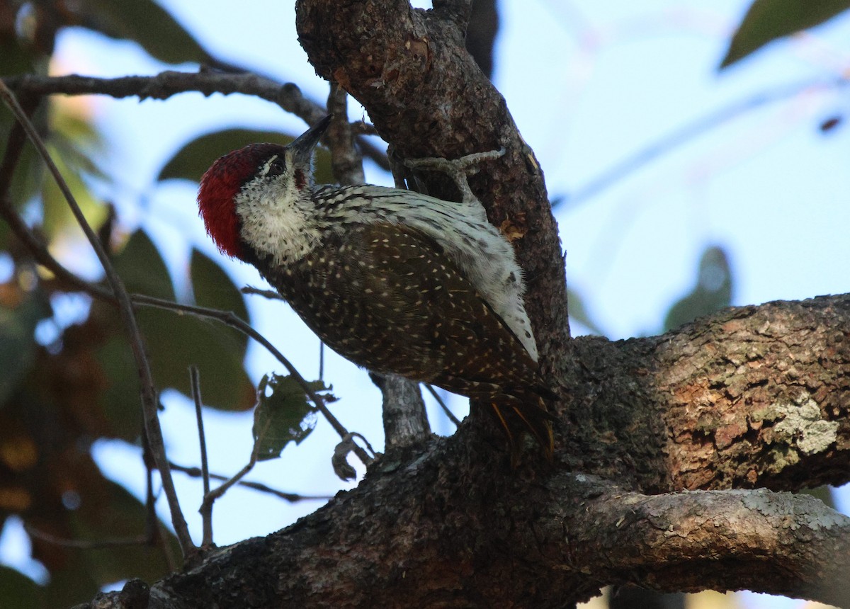 Golden-tailed Woodpecker - ML619885770