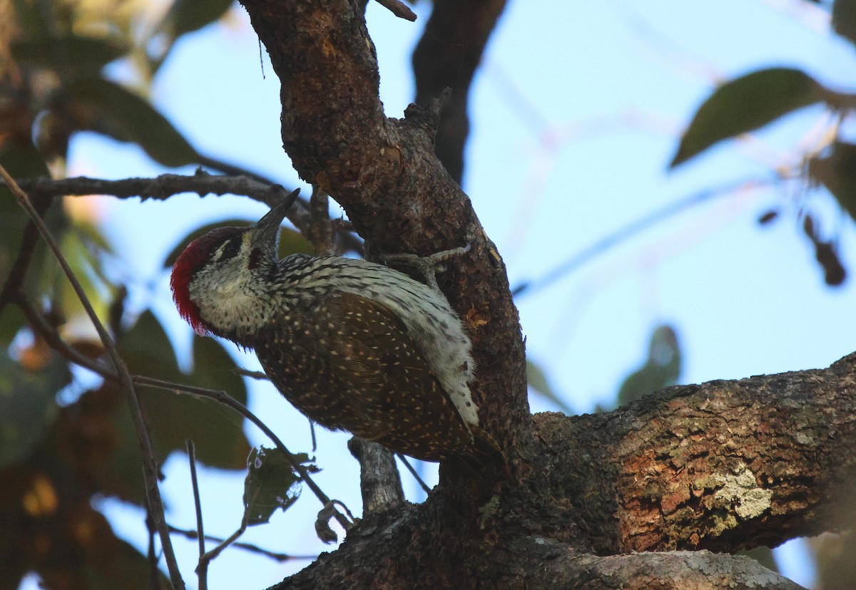 Golden-tailed Woodpecker - ML619885771