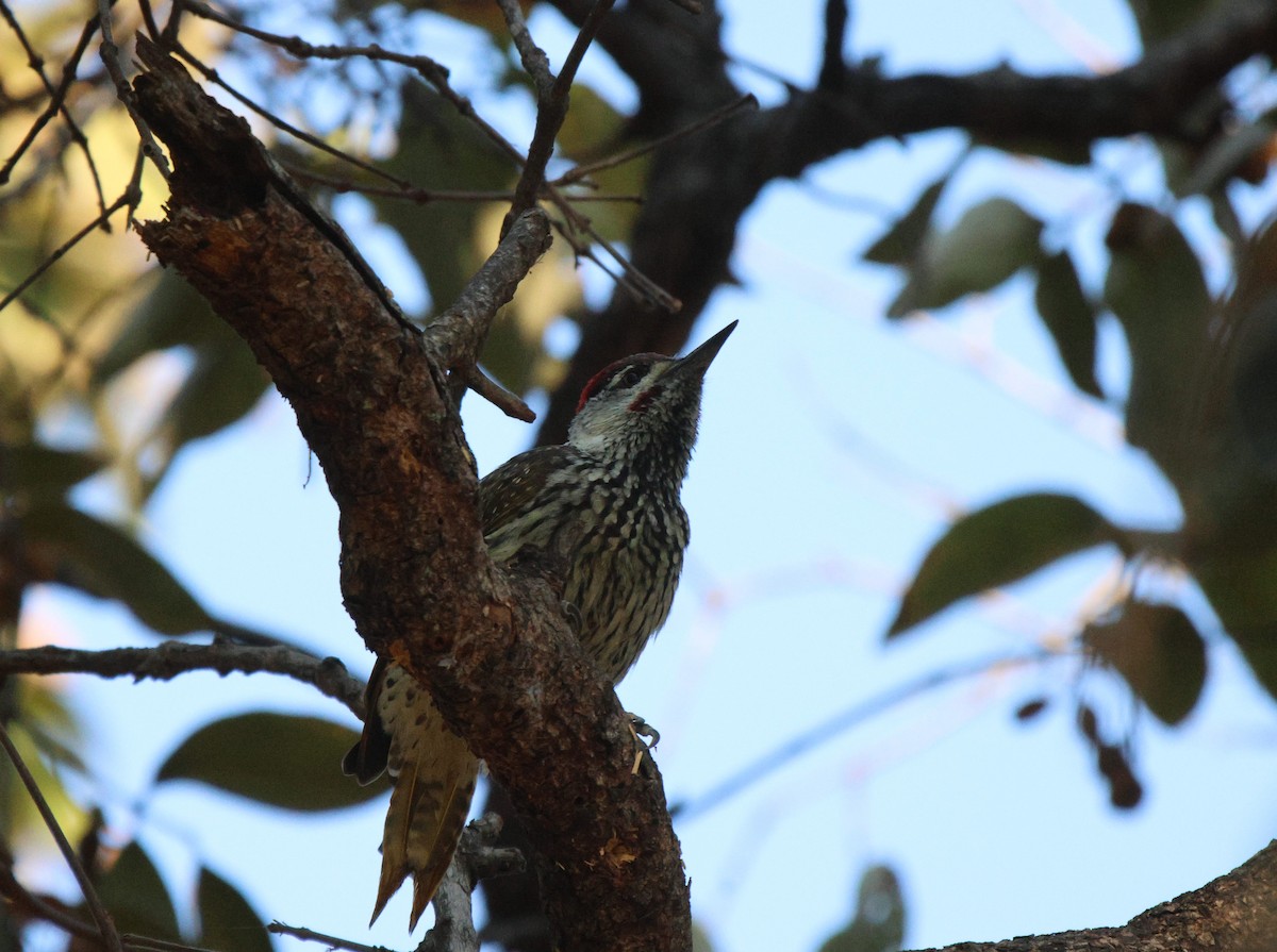 Golden-tailed Woodpecker - ML619885772