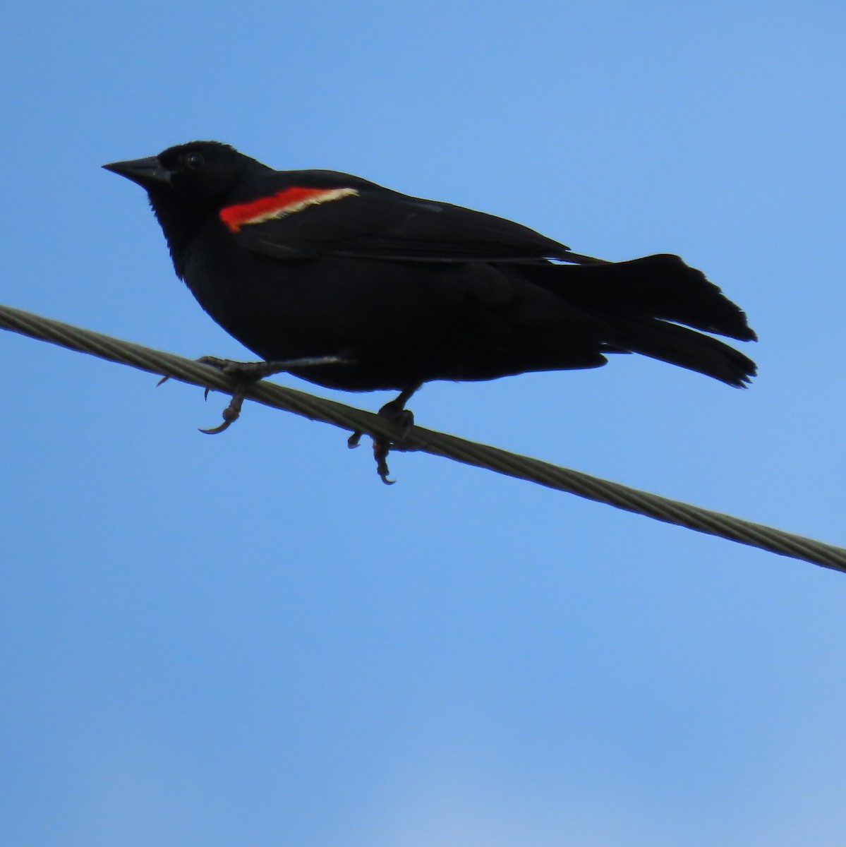 Red-winged Blackbird - ML619885776