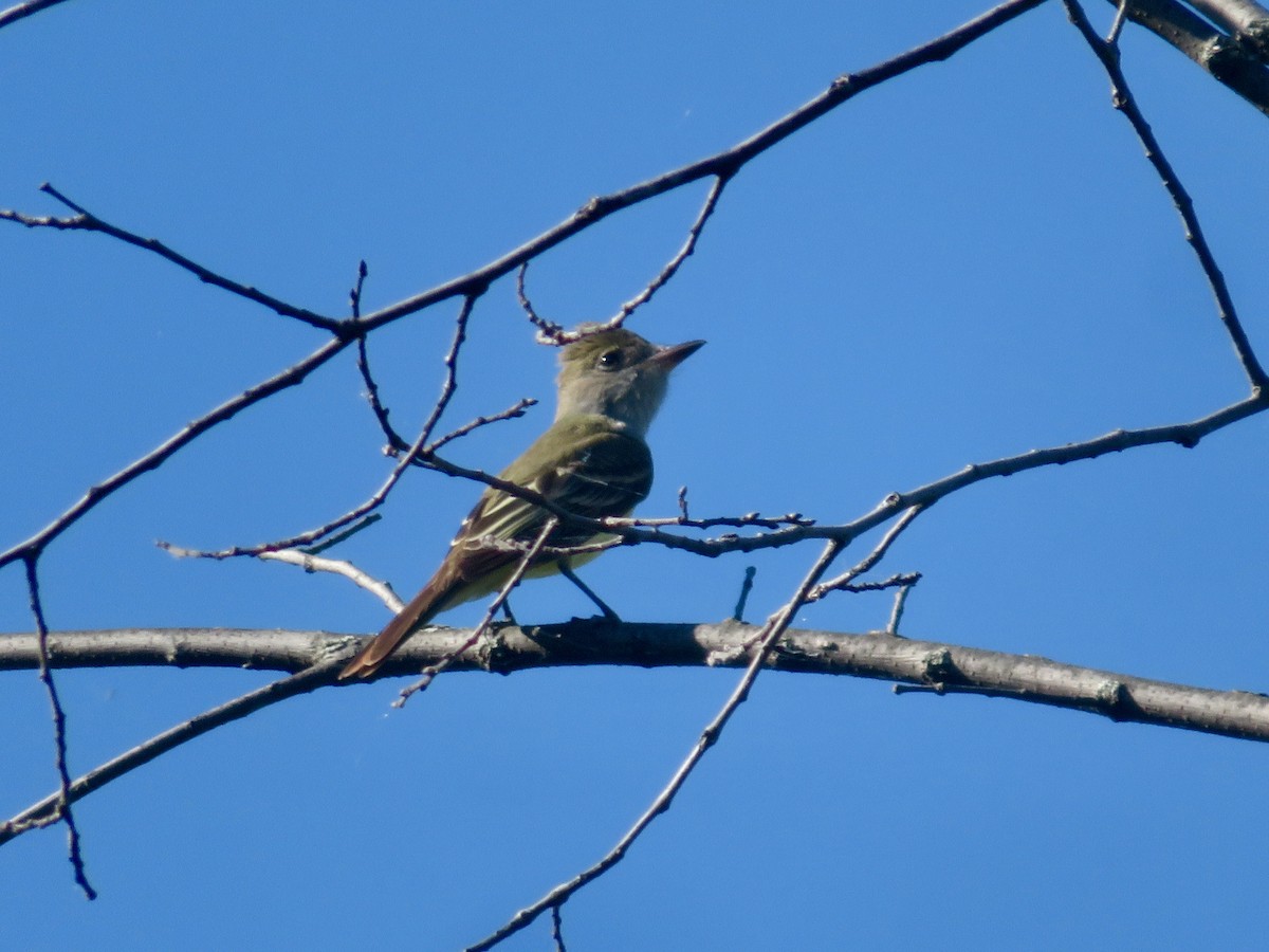 Great Crested Flycatcher - ML619885780