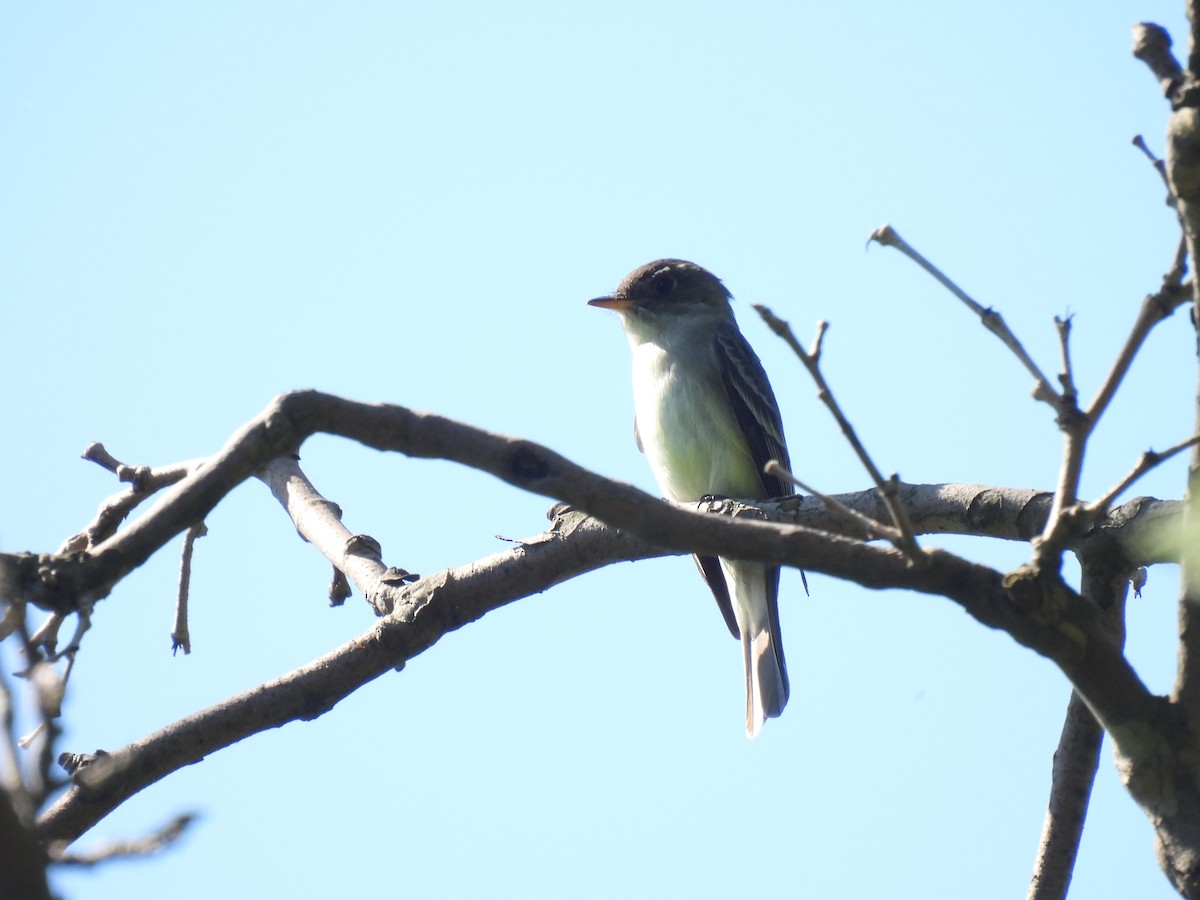 Mosquero sp. (Empidonax sp.) - ML619885787