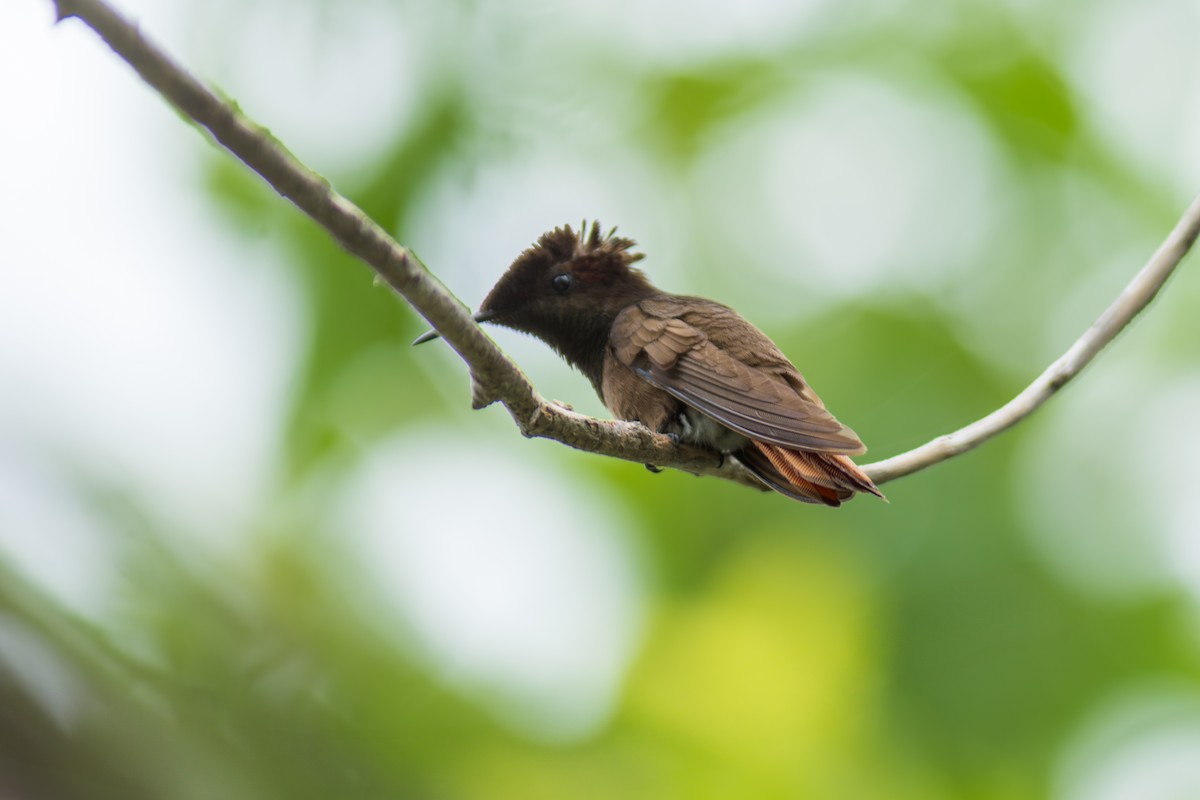 Colibrí Rubí - ML619885791