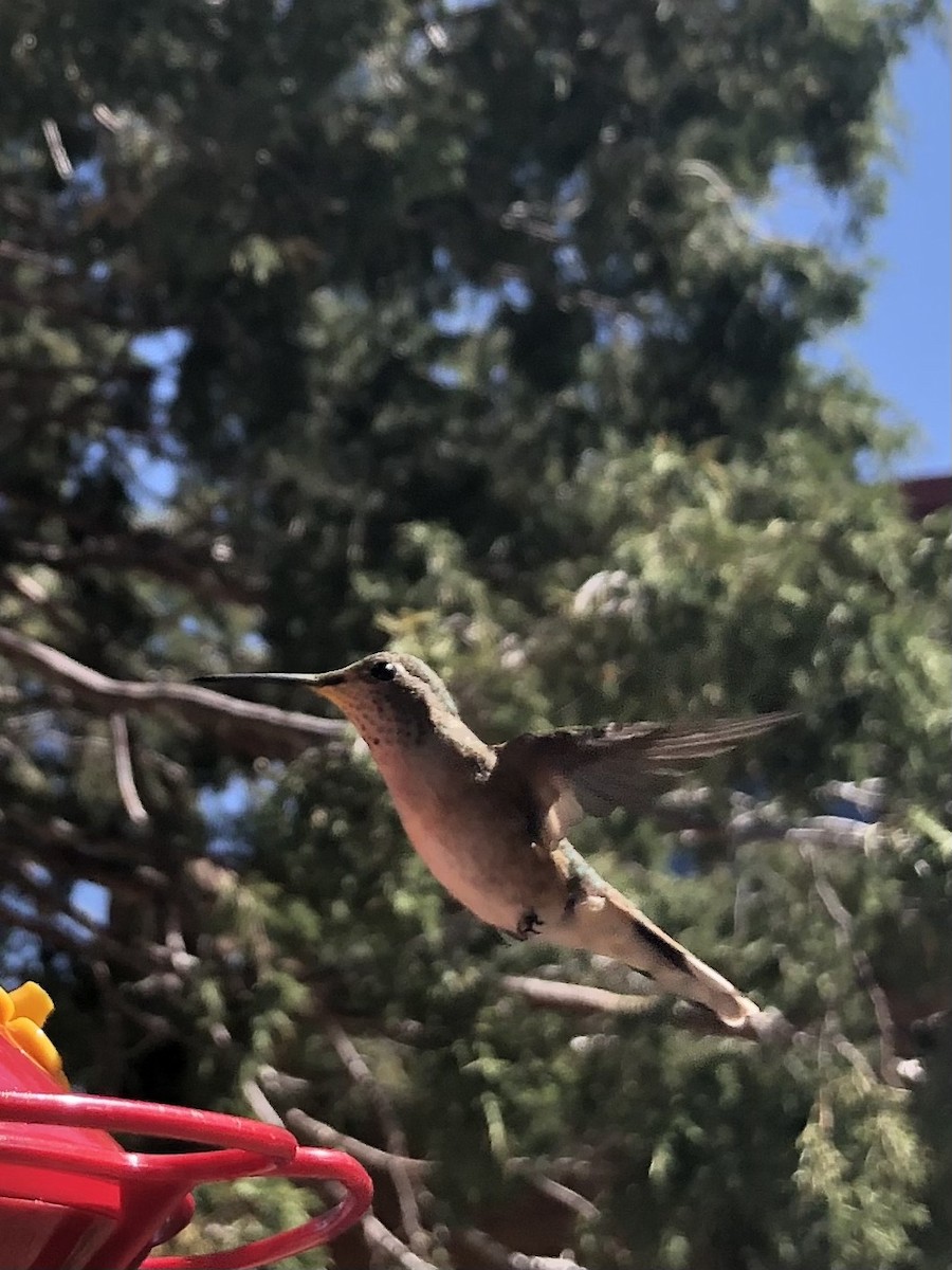 Broad-tailed Hummingbird - ML619885796