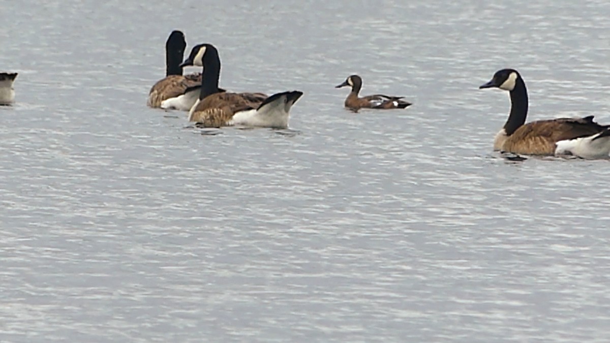 Blue-winged Teal - ML619885802