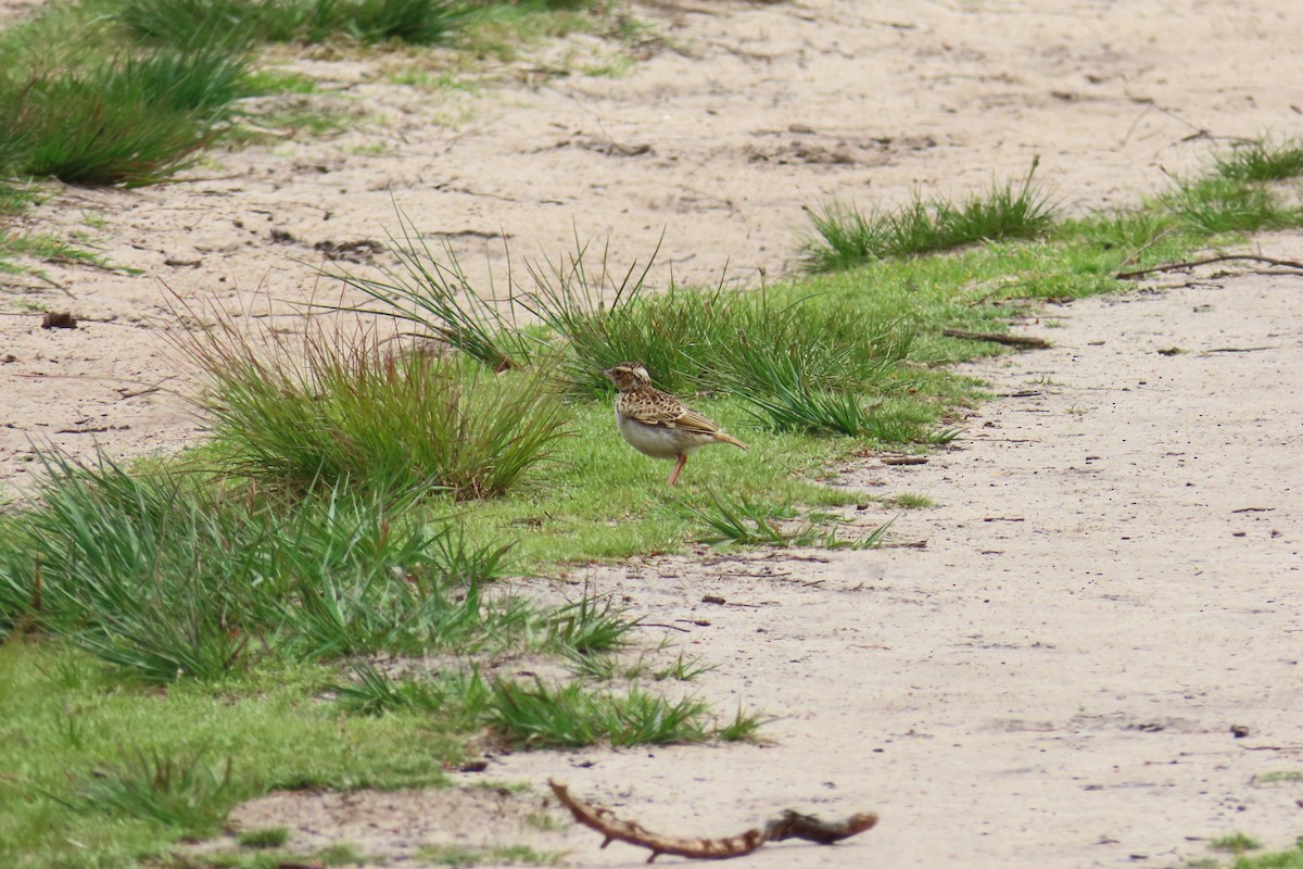 Wood Lark - ML619885816