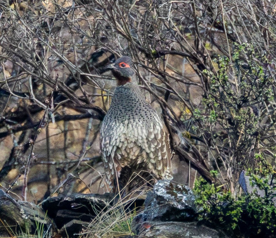 Chestnut-throated Monal-Partridge - ML619885817