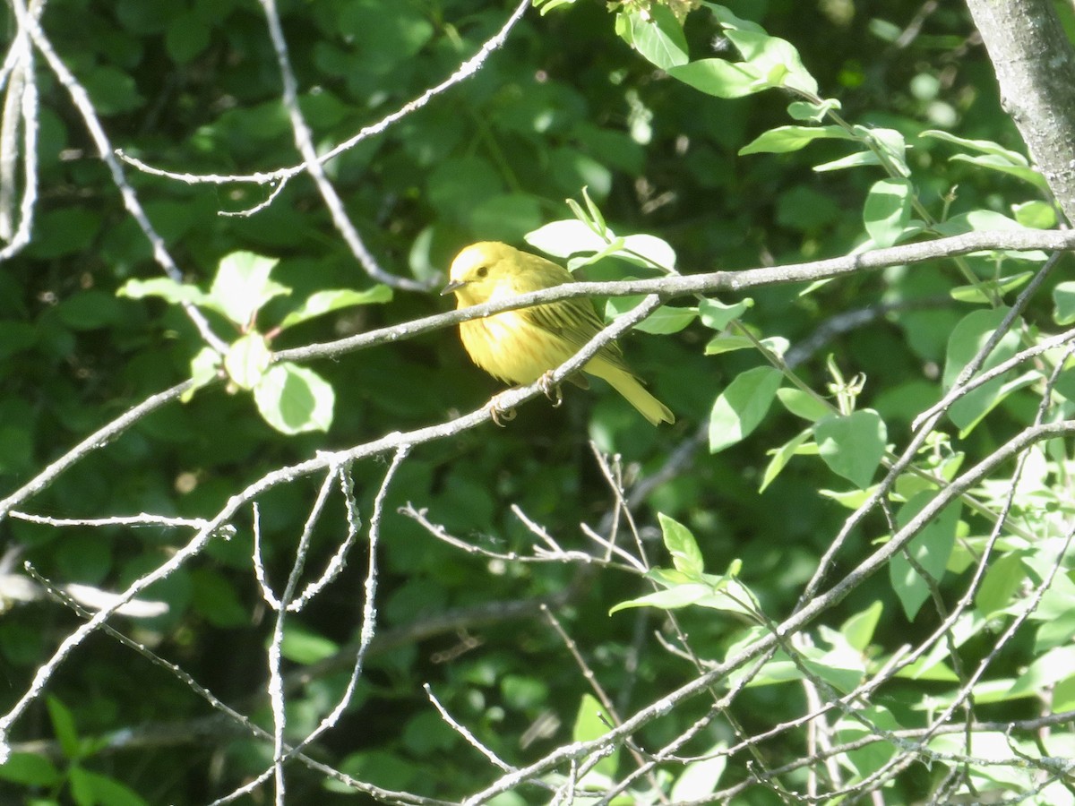 Yellow Warbler - ML619885820