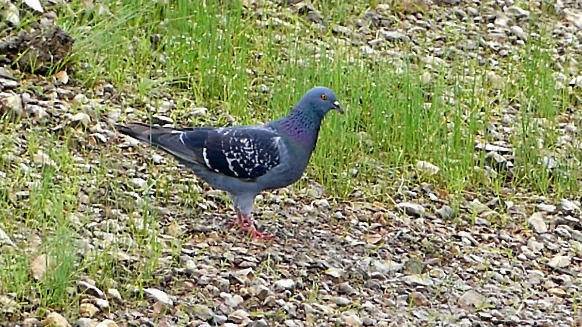 Rock Pigeon (Feral Pigeon) - ML619885822