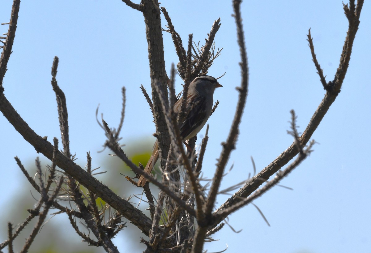 White-crowned Sparrow - ML619885826