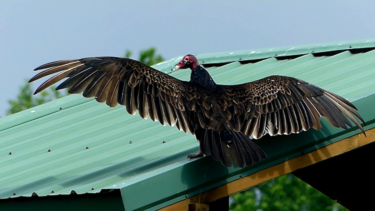 Turkey Vulture - ML619885830