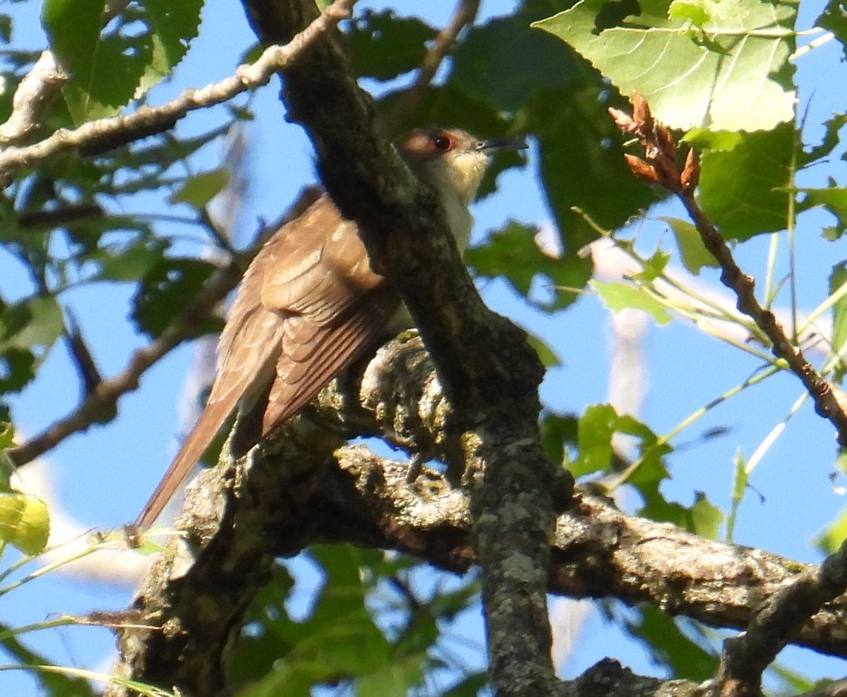 Black-billed Cuckoo - ML619885833