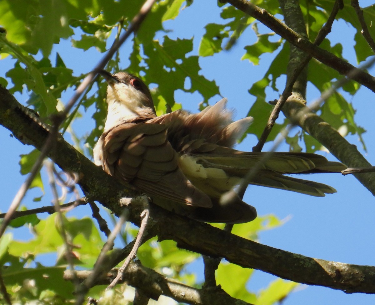 Black-billed Cuckoo - ML619885841