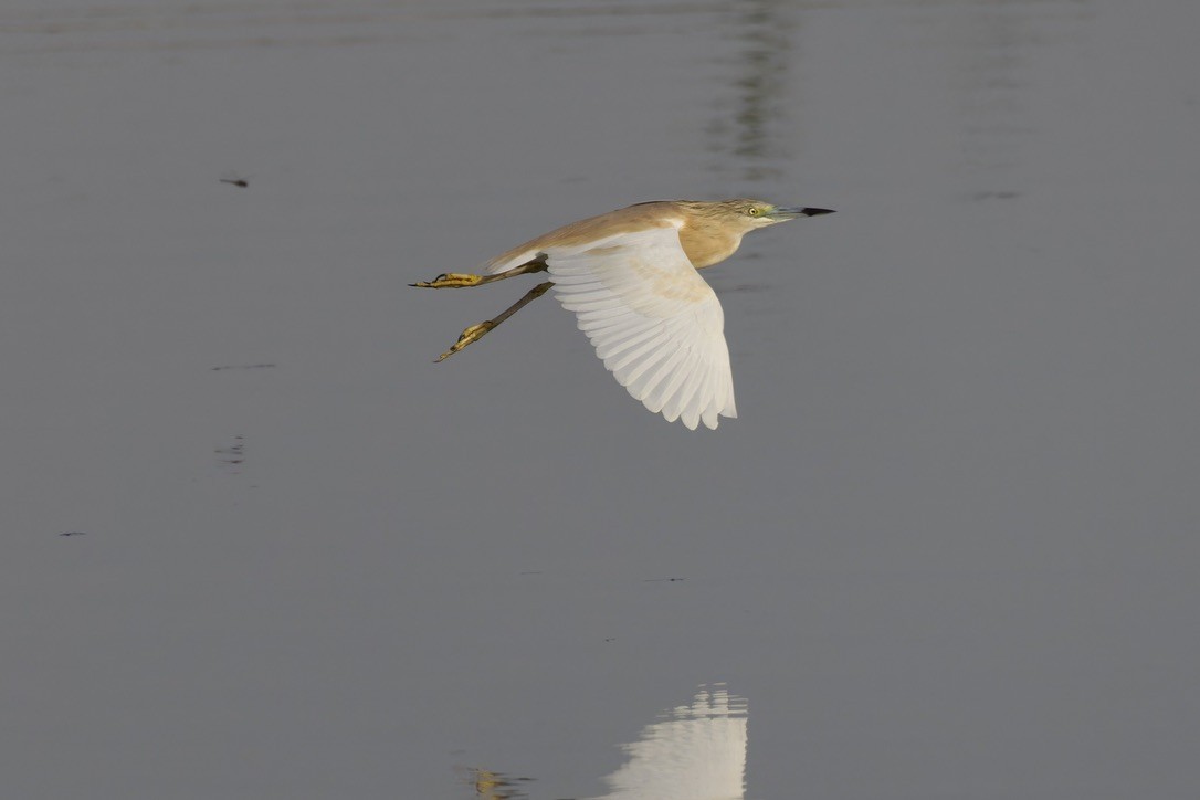 Squacco Heron - ML619885852