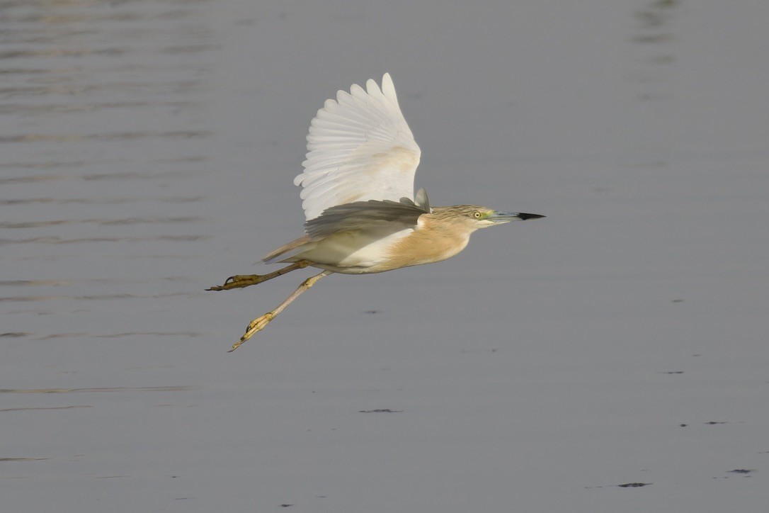 Squacco Heron - ML619885853