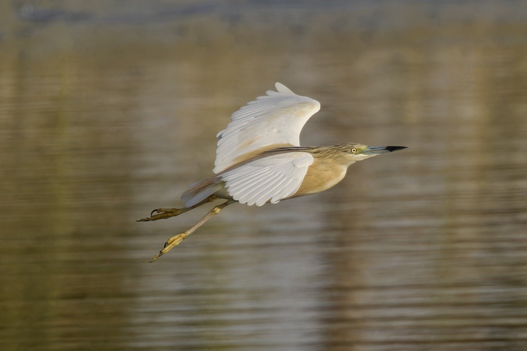 Squacco Heron - ML619885854