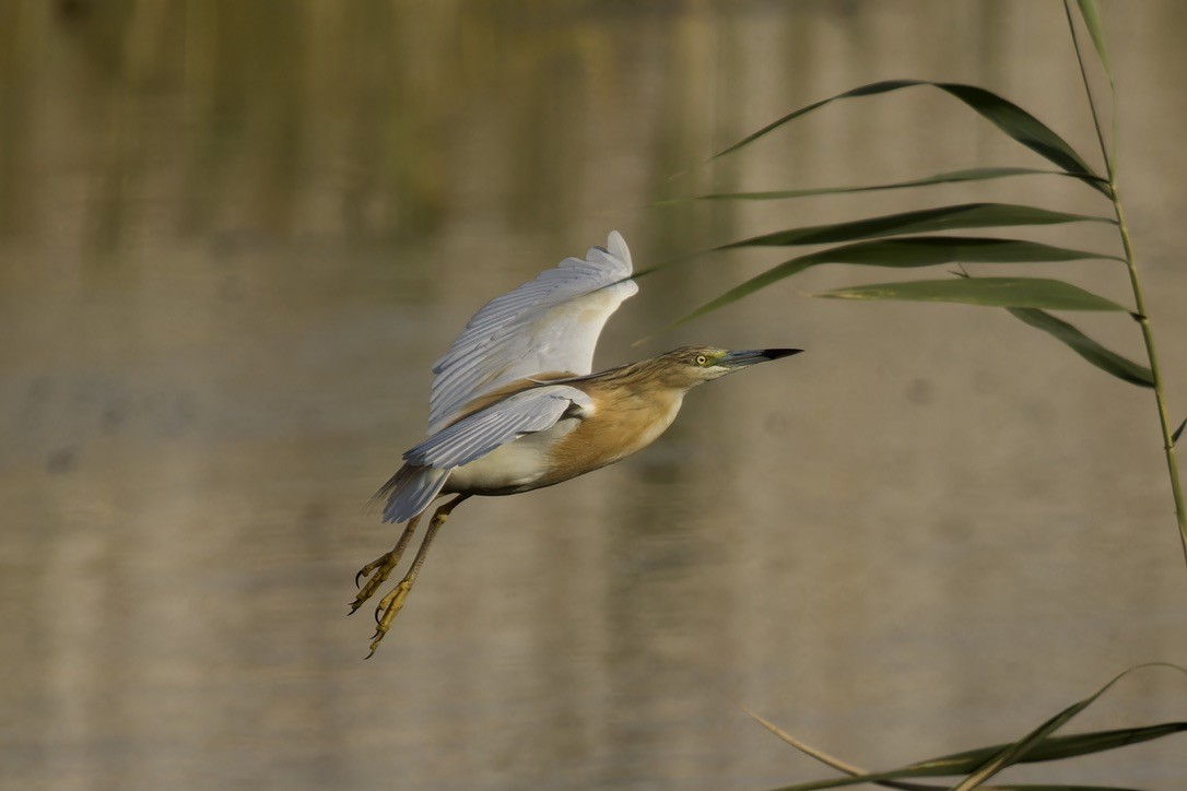 Squacco Heron - ML619885855