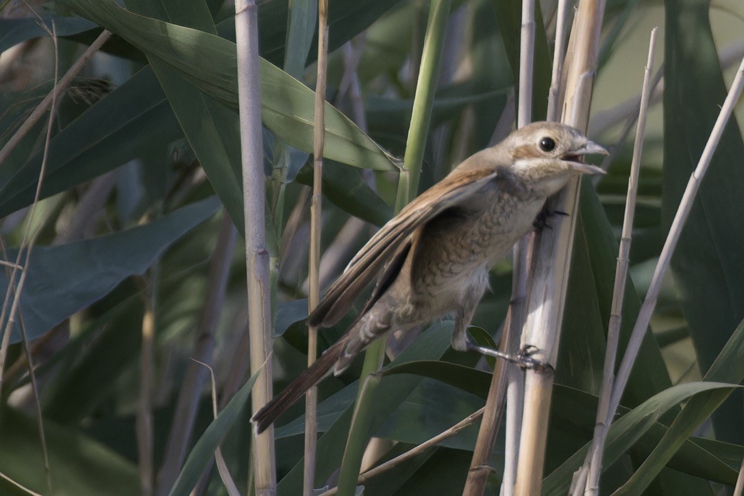 Red-backed Shrike - ML619885860