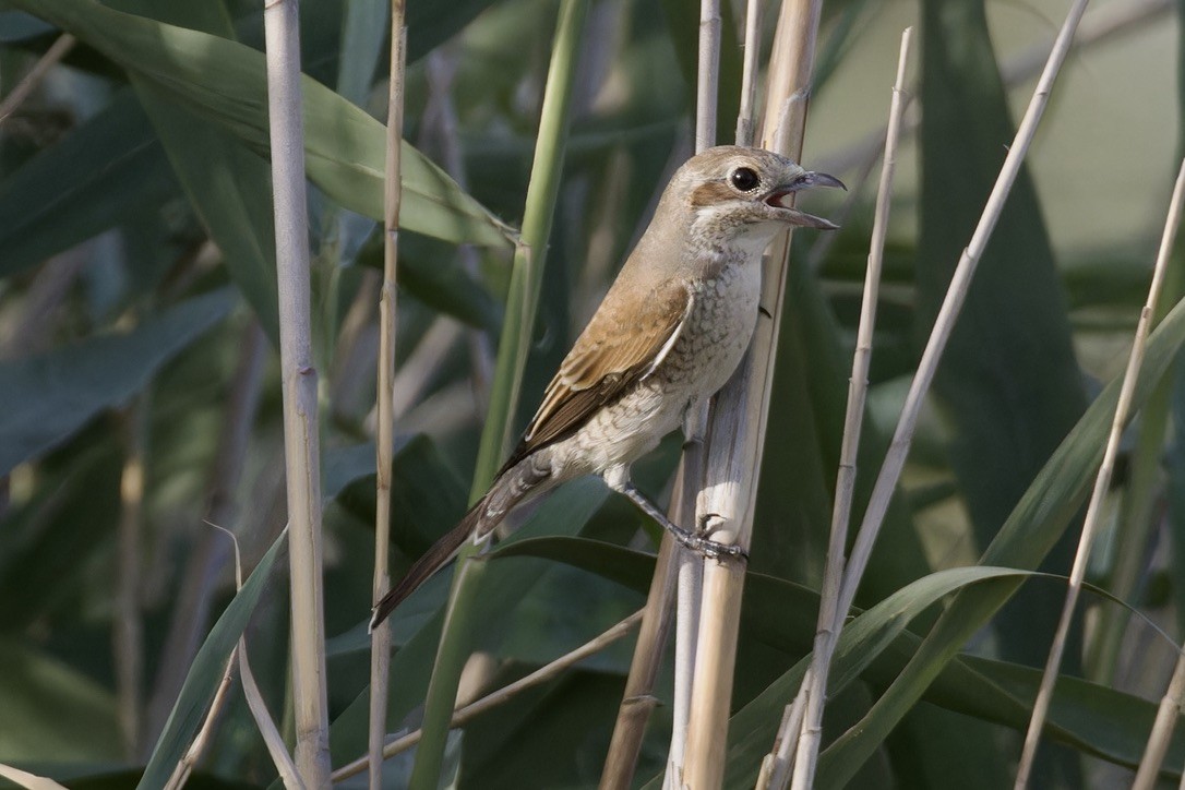 Red-backed Shrike - ML619885861