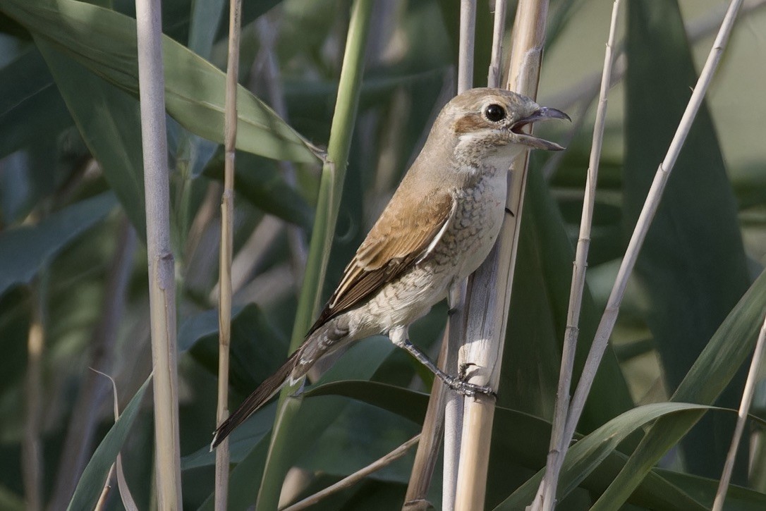 Red-backed Shrike - ML619885862