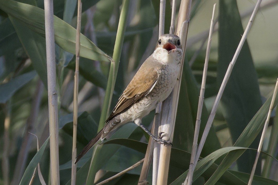 Red-backed Shrike - ML619885866