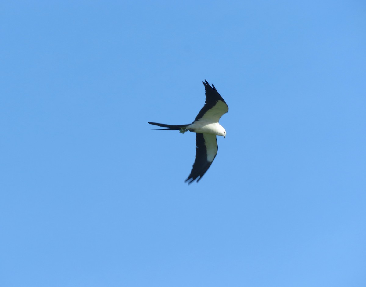 Swallow-tailed Kite - ML619885876