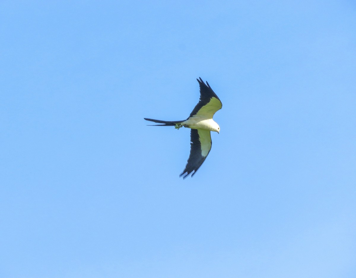 Swallow-tailed Kite - ML619885877