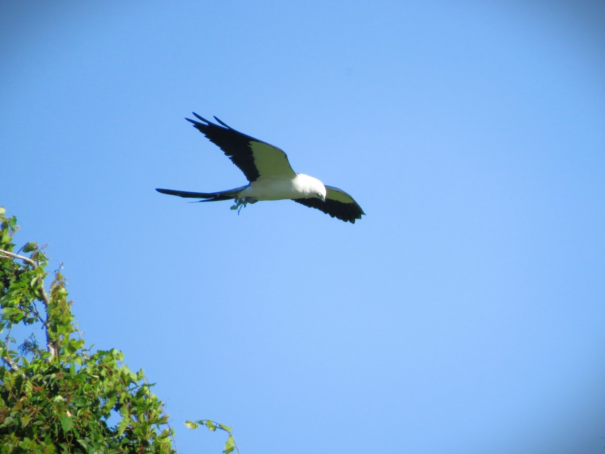 Swallow-tailed Kite - ML619885878