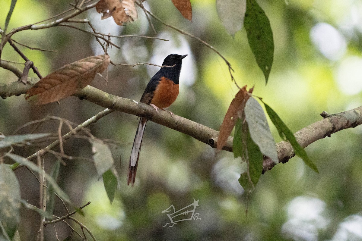 White-rumped Shama - ML619885890