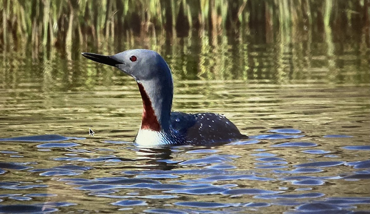 Red-throated Loon - ML619885900