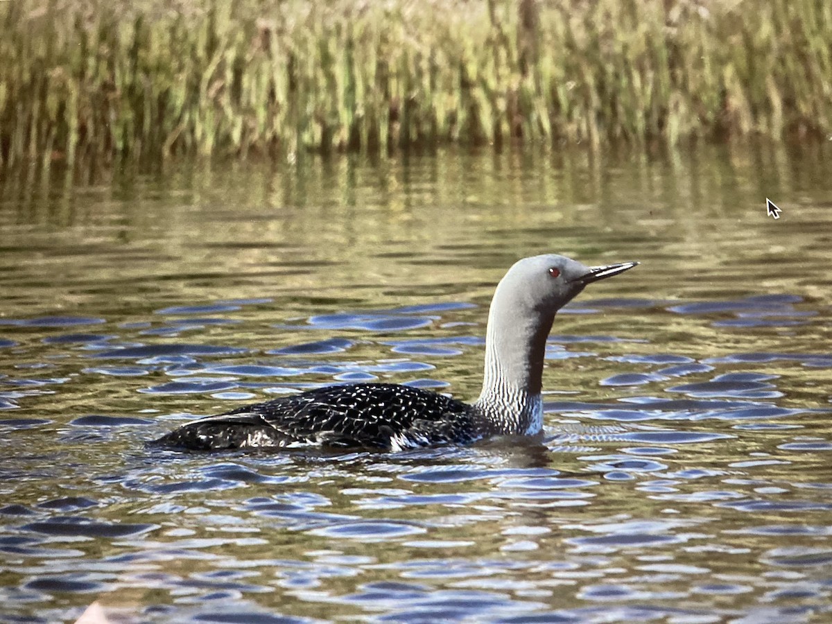 Red-throated Loon - ML619885903