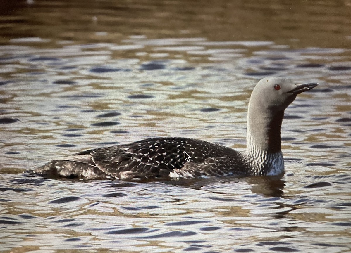 Red-throated Loon - ML619885904