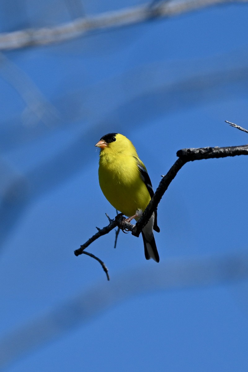 American Goldfinch - ML619885908