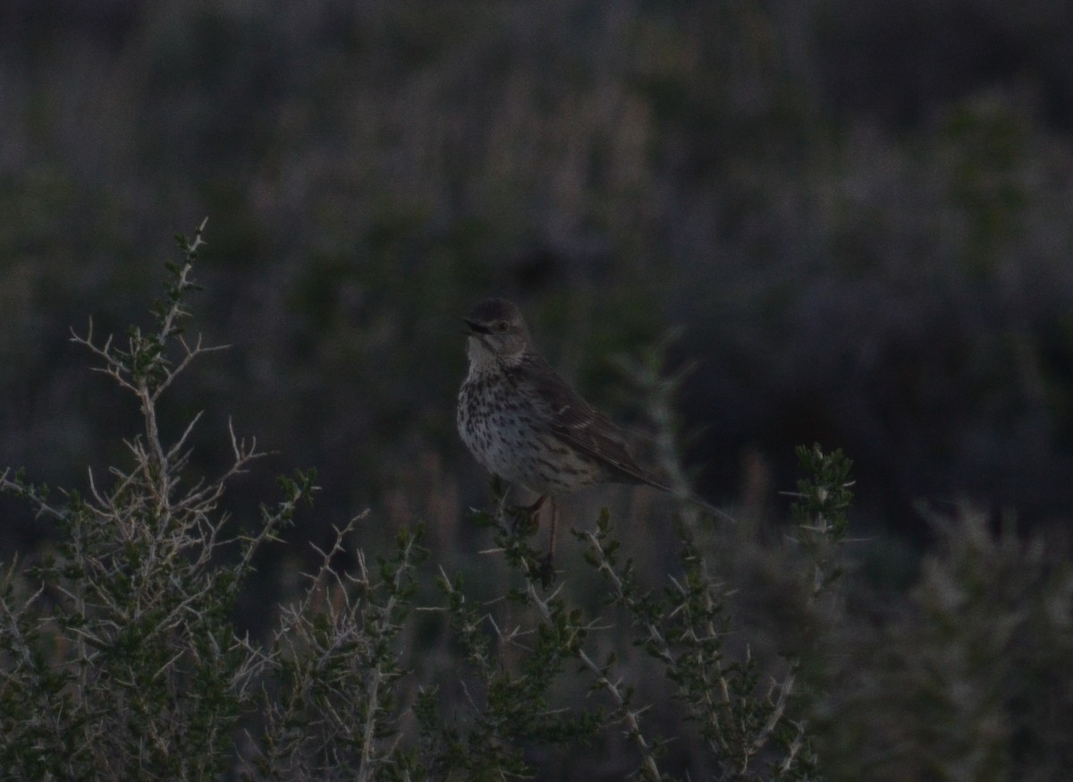 Sage Thrasher - ML619885916