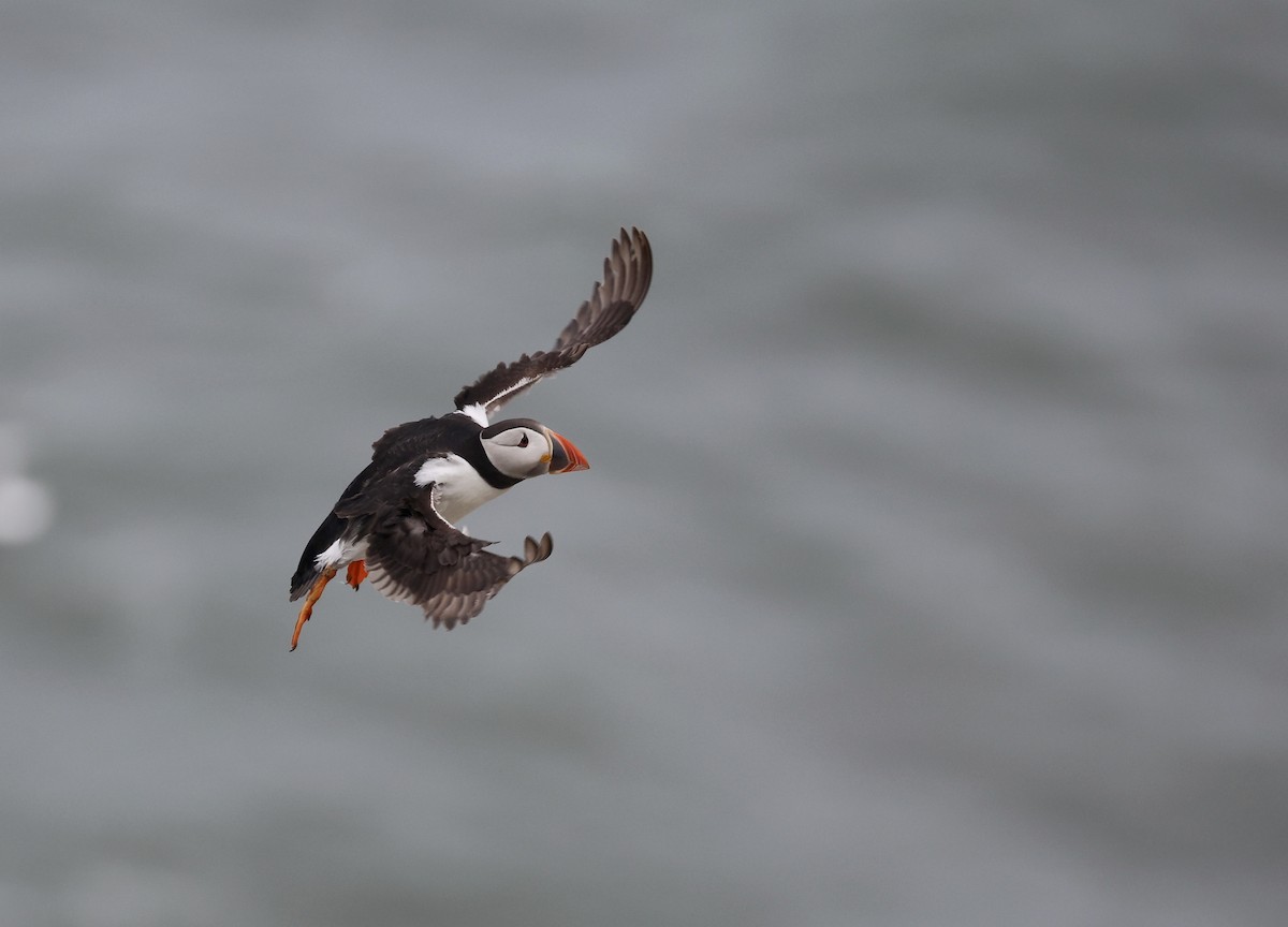 Atlantic Puffin - ML619885926