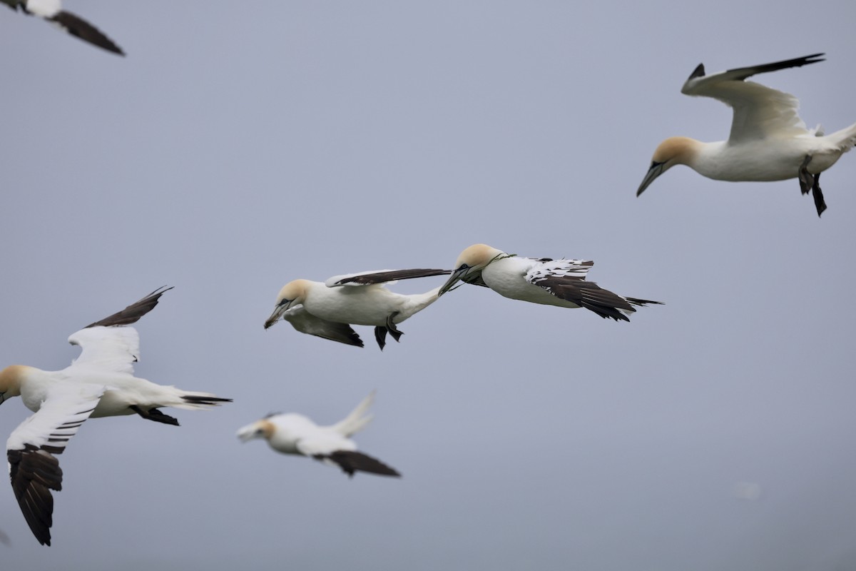 Northern Gannet - ML619885945