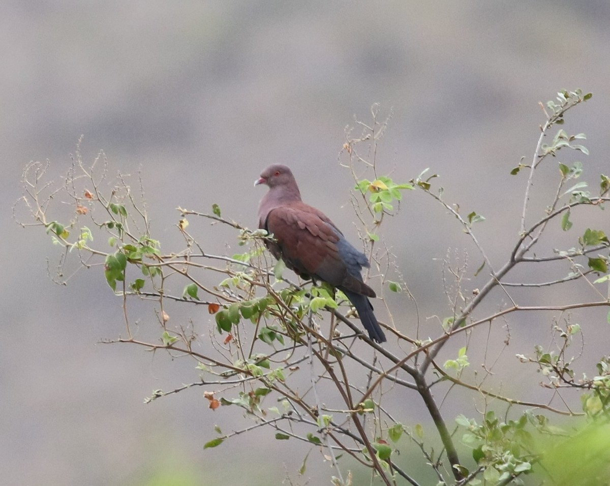 Pigeon du Pérou - ML619885948
