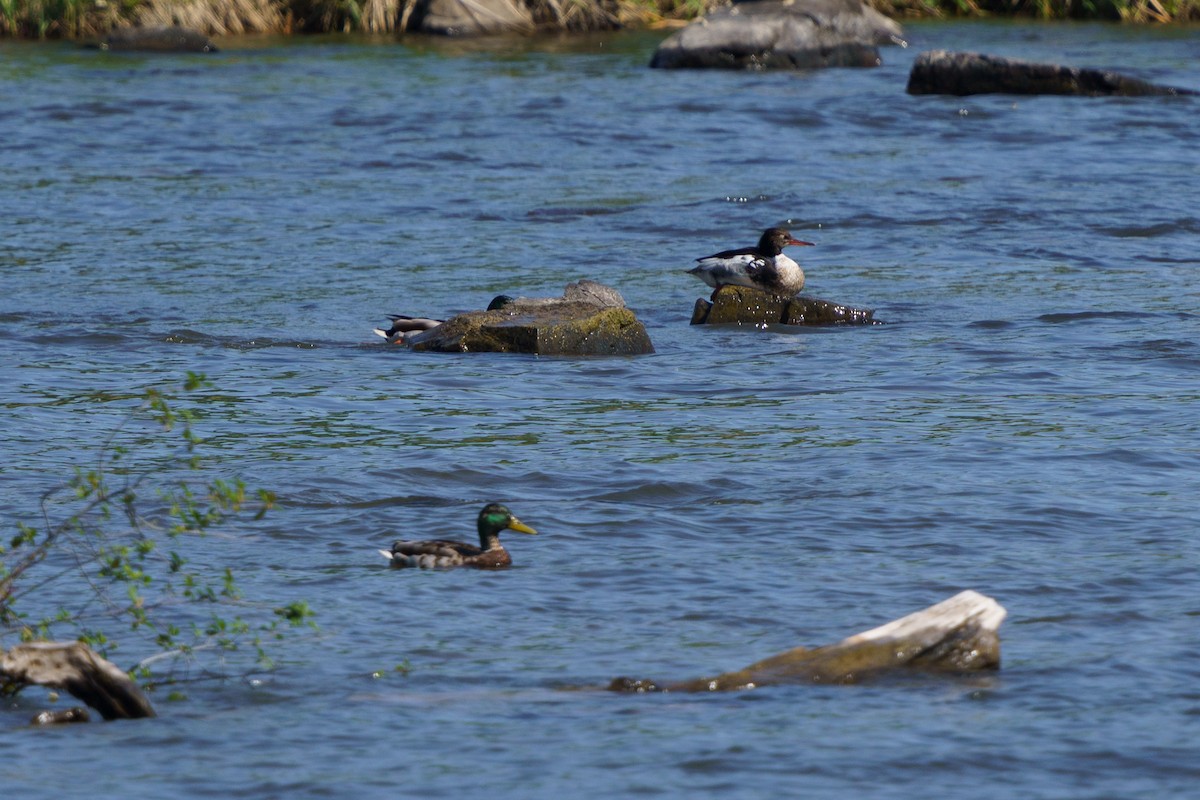 Red-breasted Merganser - ML619885957