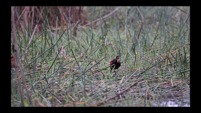 Wattled Jacana - ML619885959