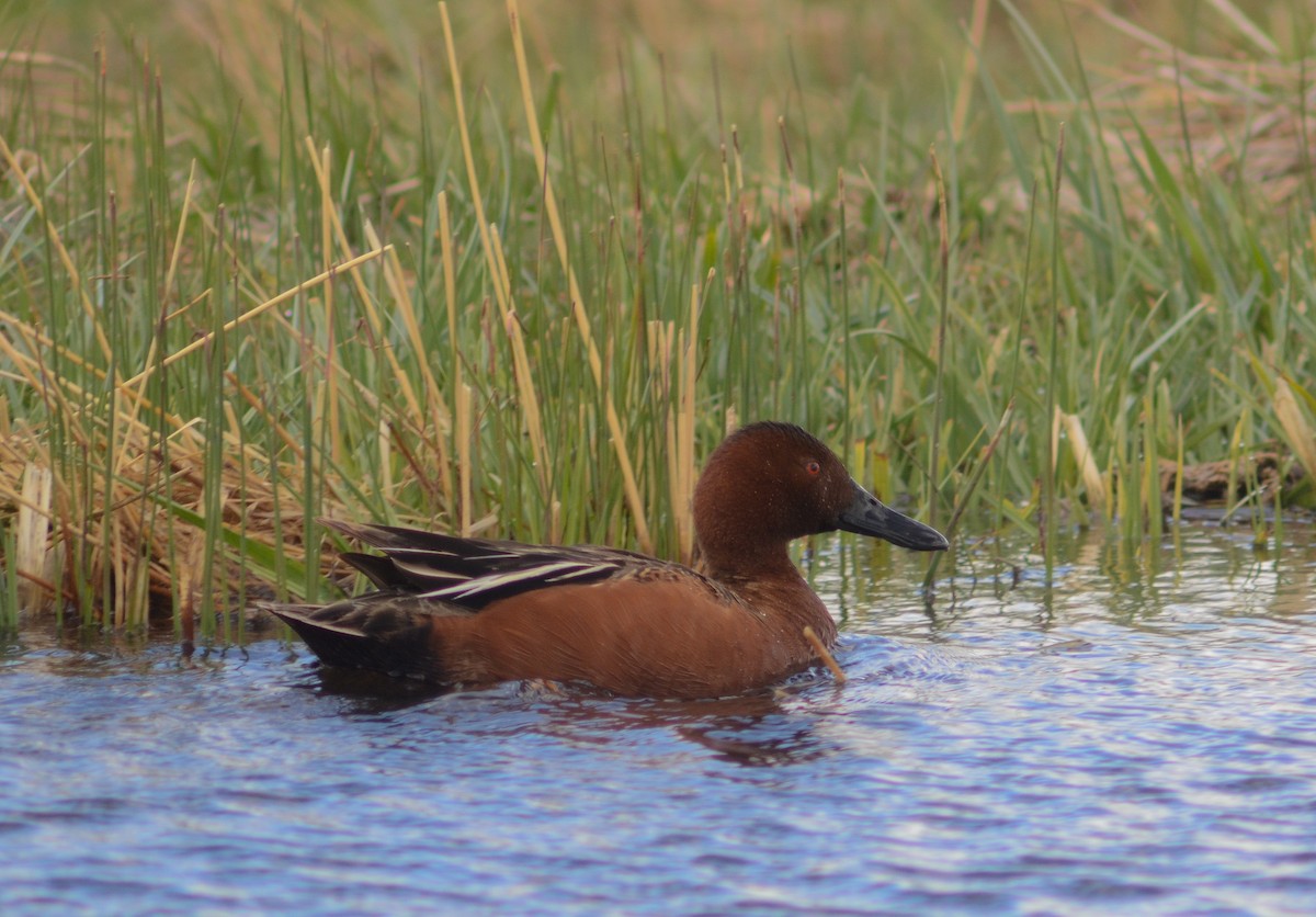 Cinnamon Teal - ML619885963