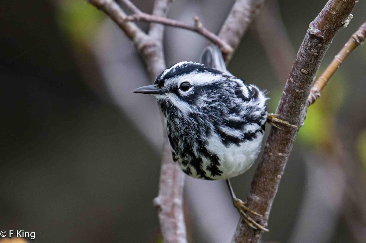 Black-and-white Warbler - ML619885965