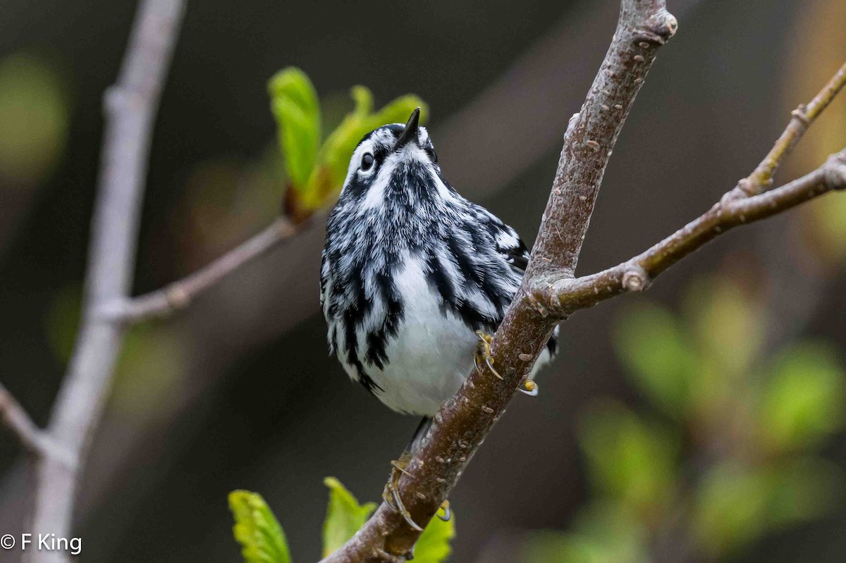 Black-and-white Warbler - ML619885966
