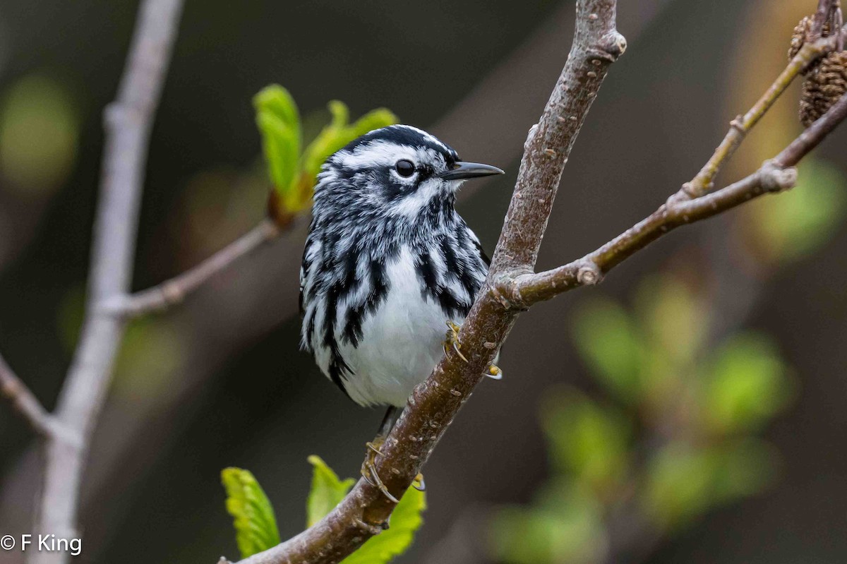 Black-and-white Warbler - ML619885967