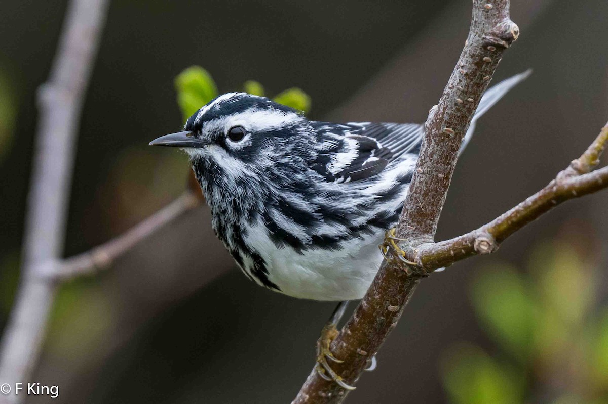 Black-and-white Warbler - ML619885968